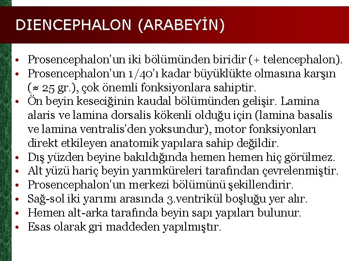 DIENCEPHALON (ARABEYİN) • Prosencephalon’un iki bölümünden biridir (+ telencephalon). • Prosencephalon’un 1/40’ı kadar büyüklükte