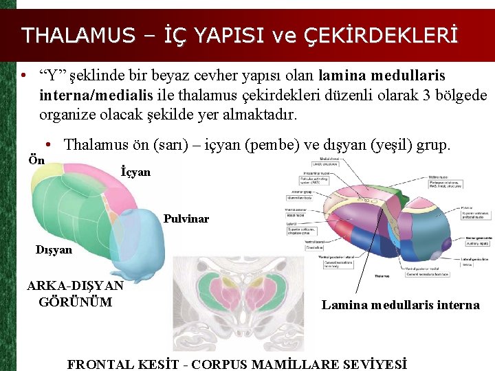 THALAMUS – İÇ YAPISI ve ÇEKİRDEKLERİ • “Y” şeklinde bir beyaz cevher yapısı olan