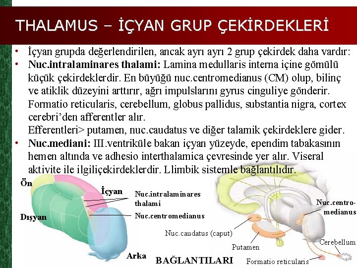 THALAMUS – İÇYAN GRUP ÇEKİRDEKLERİ • İçyan grupda değerlendirilen, ancak ayrı 2 grup çekirdek