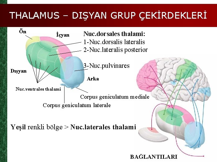 THALAMUS – DIŞYAN GRUP ÇEKİRDEKLERİ Ön İçyan Nuc. dorsales thalami: 1 -Nuc. dorsalis lateralis