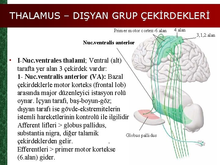 THALAMUS – DIŞYAN GRUP ÇEKİRDEKLERİ Primer motor cortex-6. alan Nuc. ventralis anterior • I-Nuc.