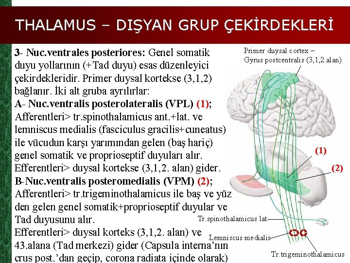 THALAMUS – DIŞYAN GRUP ÇEKİRDEKLERİ Primer duysal cortex – 3 - Nuc. ventrales posteriores: