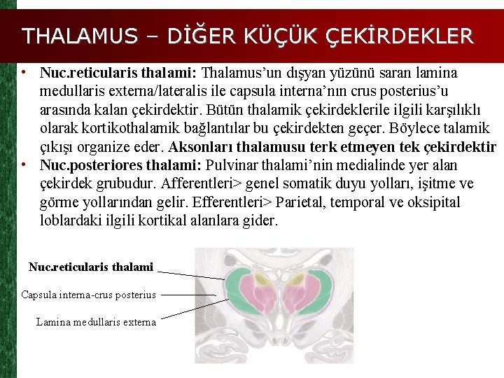 THALAMUS – DİĞER KÜÇÜK ÇEKİRDEKLER • Nuc. reticularis thalami: Thalamus’un dışyan yüzünü saran lamina