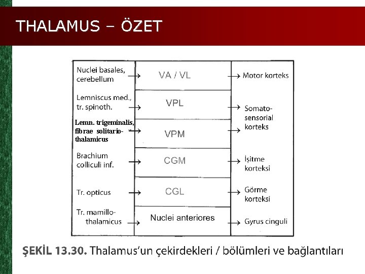 THALAMUS – ÖZET Lemn. trigeminalis, fibrae solitariothalamicus 