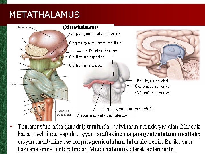 METATHALAMUS (Metathalamus) Corpus geniculatum laterale Corpus geniculatum mediale Pulvinar thalami Colliculus superior Colliculus inferior