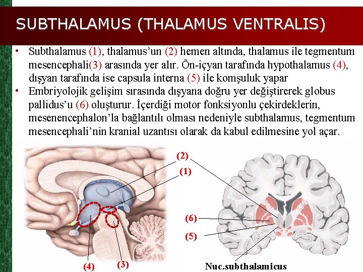 SUBTHALAMUS (THALAMUS VENTRALIS) • Subthalamus (1), thalamus’un (2) hemen altında, thalamus ile tegmentum mesencephali(3)