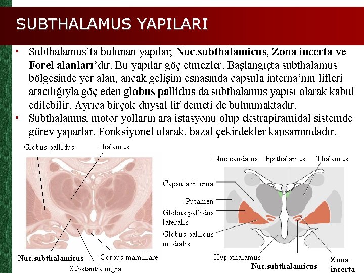 SUBTHALAMUS YAPILARI • Subthalamus’ta bulunan yapılar; Nuc. subthalamicus, Zona incerta ve Forel alanları’dır. Bu