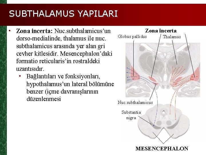 SUBTHALAMUS YAPILARI • Zona incerta: Nuc. subthalamicus’un dorso-medialinde, thalamus ile nuc. subthalamicus arasında yer