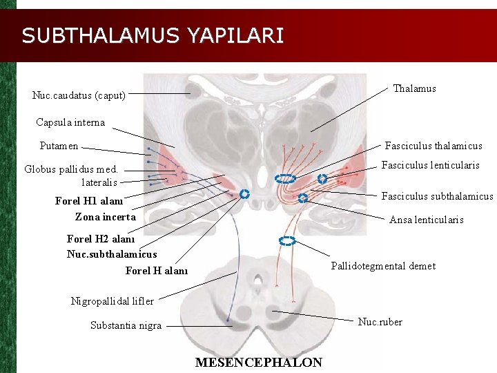 SUBTHALAMUS YAPILARI Thalamus Nuc. caudatus (caput) Capsula interna Putamen Fasciculus thalamicus Fasciculus lenticularis Globus