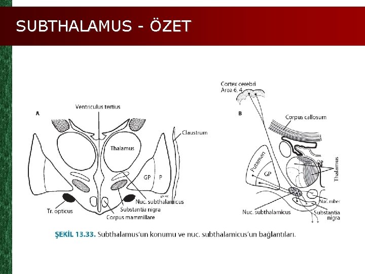 SUBTHALAMUS - ÖZET 