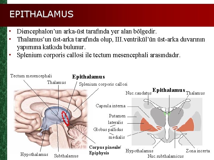 EPITHALAMUS • Diencephalon’un arka-üst tarafında yer alan bölgedir. • Thalamus’un üst-arka tarafında olup, III.