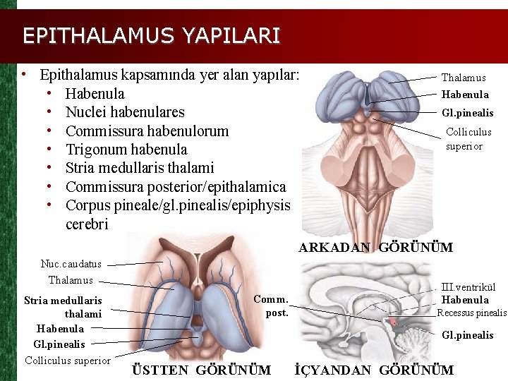 EPITHALAMUS YAPILARI • Epithalamus kapsamında yer alan yapılar: • Habenula • Nuclei habenulares •