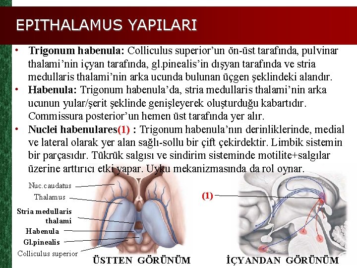 EPITHALAMUS YAPILARI • Trigonum habenula: Colliculus superior’un ön-üst tarafında, pulvinar thalami’nin içyan tarafında, gl.