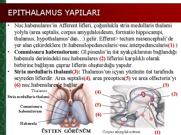 EPITHALAMUS YAPILARI • Nuc. habenulares’in Afferent lifleri, çoğunlukla stria medullaris thalami yolyla (area septalis,