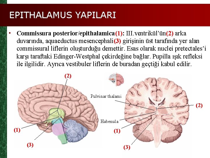 EPITHALAMUS YAPILARI • Commissura posterior/epithalamica(1): III. ventrikül’ün(2) arka duvarında, aquaeductus mesencephali(3) girişinin üst tarafında