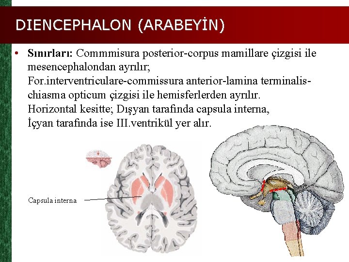 DIENCEPHALON (ARABEYİN) • Sınırları: Commmisura posterior-corpus mamillare çizgisi ile mesencephalondan ayrılır; For. interventriculare-commissura anterior-lamina