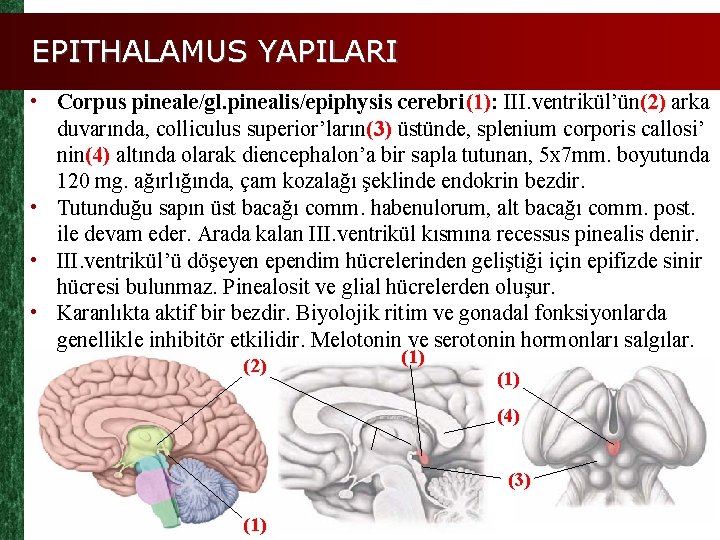 EPITHALAMUS YAPILARI • Corpus pineale/gl. pinealis/epiphysis cerebri(1): III. ventrikül’ün(2) arka duvarında, colliculus superior’ların(3) üstünde,