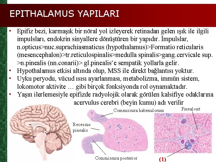 EPITHALAMUS YAPILARI • Epifiz bezi, karmaşık bir nöral yol izleyerek retinadan gelen ışık ile