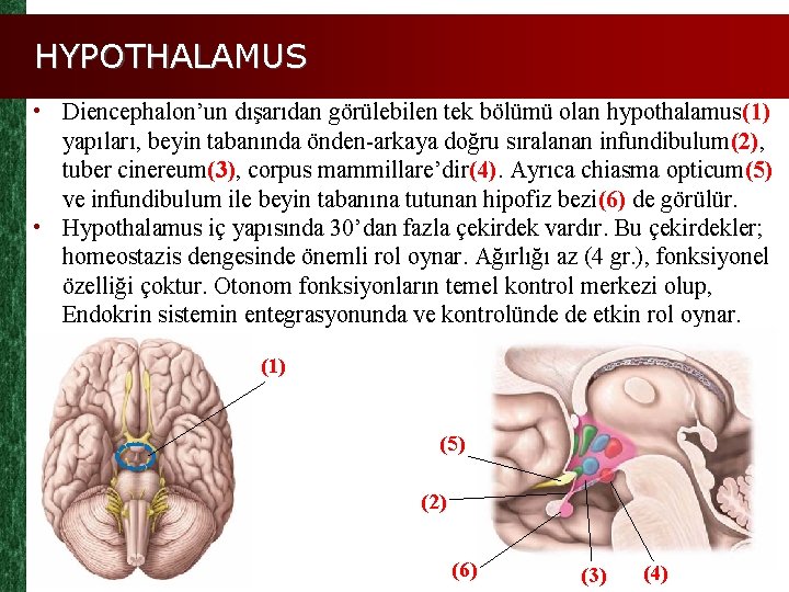 HYPOTHALAMUS • Diencephalon’un dışarıdan görülebilen tek bölümü olan hypothalamus(1) yapıları, beyin tabanında önden-arkaya doğru