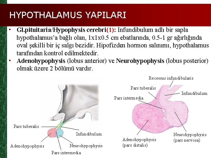 HYPOTHALAMUS YAPILARI • Gl. pituitaria/Hypophysis cerebri(1): Infundibulum adlı bir sapla hypothalamus’a bağlı olan, 1