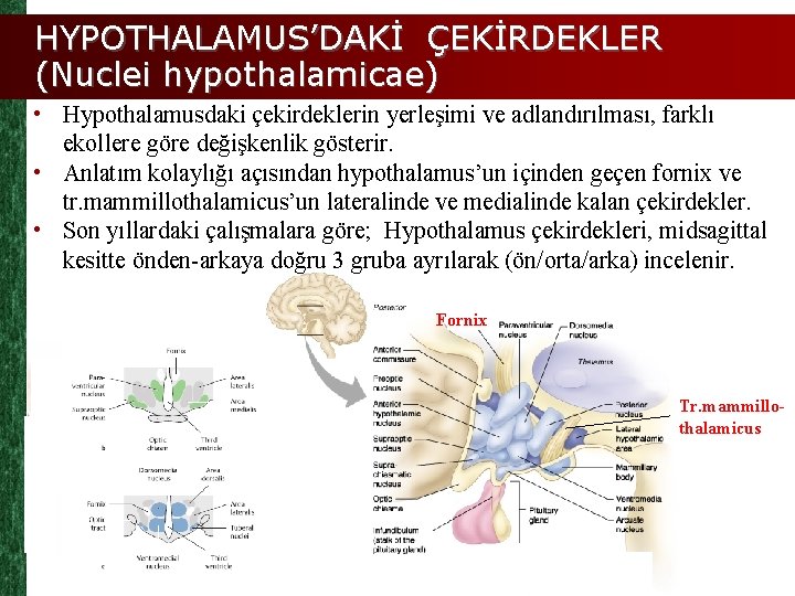 HYPOTHALAMUS’DAKİ ÇEKİRDEKLER (Nuclei hypothalamicae) • Hypothalamusdaki çekirdeklerin yerleşimi ve adlandırılması, farklı ekollere göre değişkenlik