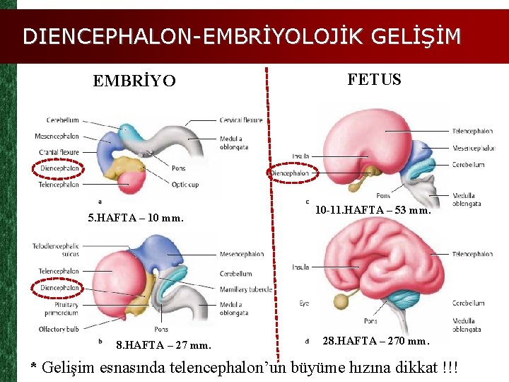 DIENCEPHALON-EMBRİYOLOJİK GELİŞİM EMBRİYO 5. HAFTA – 10 mm. 8. HAFTA – 27 mm. FETUS