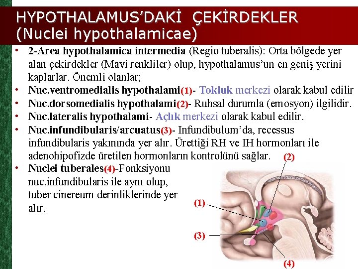 HYPOTHALAMUS’DAKİ ÇEKİRDEKLER (Nuclei hypothalamicae) • 2 -Area hypothalamica intermedia (Regio tuberalis): Orta bölgede yer