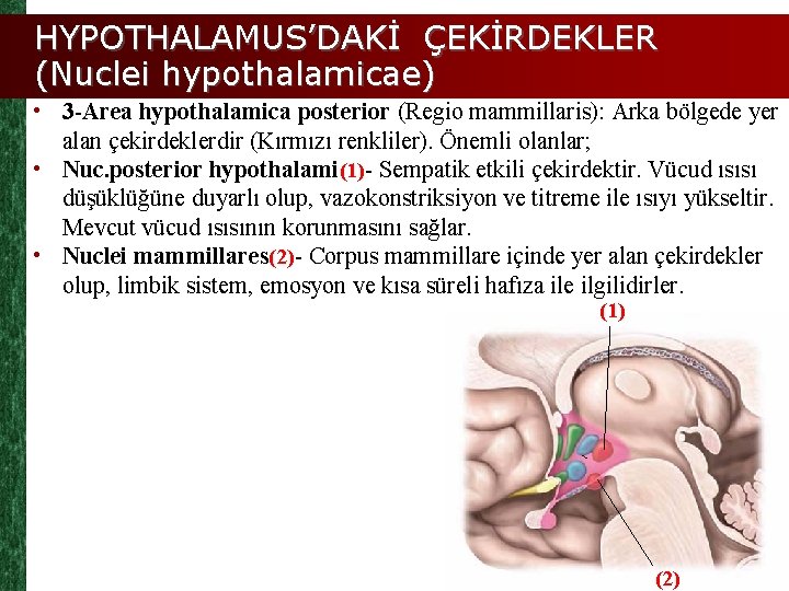 HYPOTHALAMUS’DAKİ ÇEKİRDEKLER (Nuclei hypothalamicae) • 3 -Area hypothalamica posterior (Regio mammillaris): Arka bölgede yer