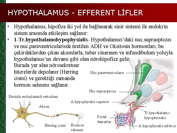 HYPOTHALAMUS - EFFERENT LİFLER • Hypothalamus, hipofize iki yol ile bağlanarak sinir sistemi ile