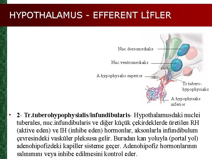 HYPOTHALAMUS - EFFERENT LİFLER Nuc. dorsomedialis Nuc. ventromedialis A. hypophysalis superior Tr. tuberohypophysialis A.