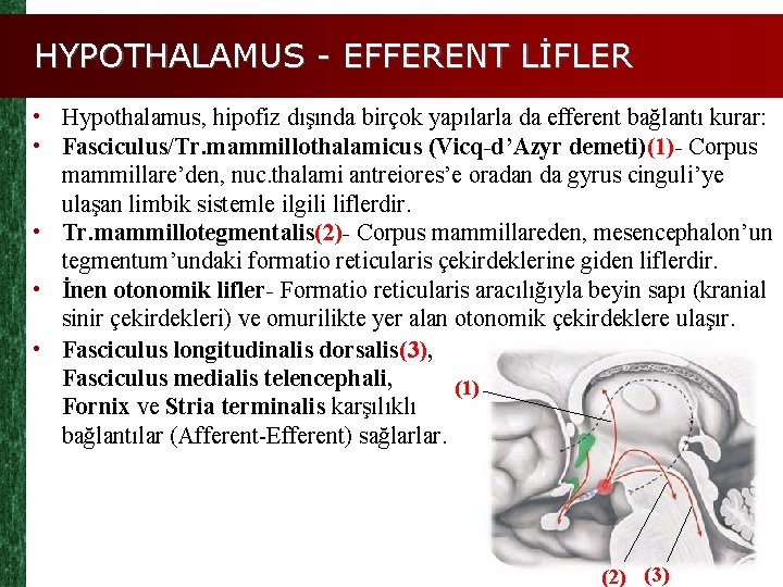 HYPOTHALAMUS - EFFERENT LİFLER • Hypothalamus, hipofiz dışında birçok yapılarla da efferent bağlantı kurar: