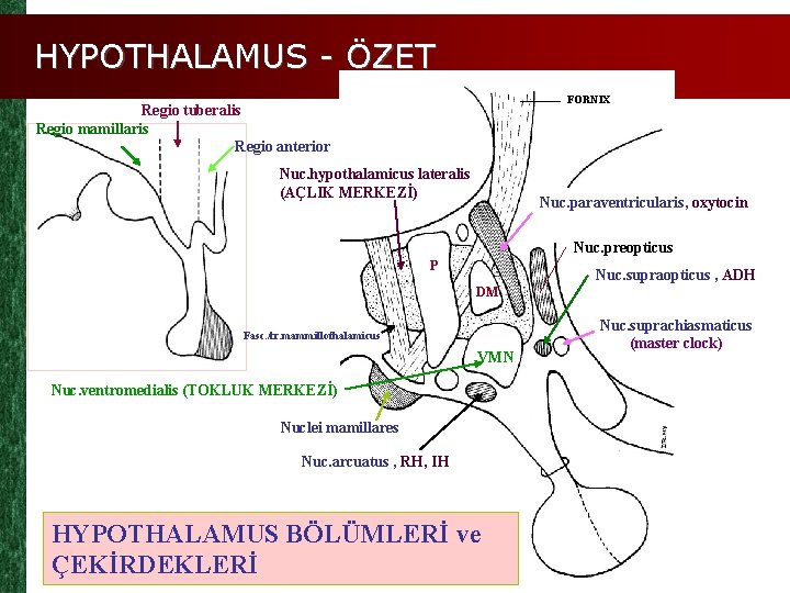 HYPOTHALAMUS - ÖZET FORNIX Regio tuberalis Regio mamillaris Regio anterior Nuc. hypothalamicus lateralis (AÇLIK