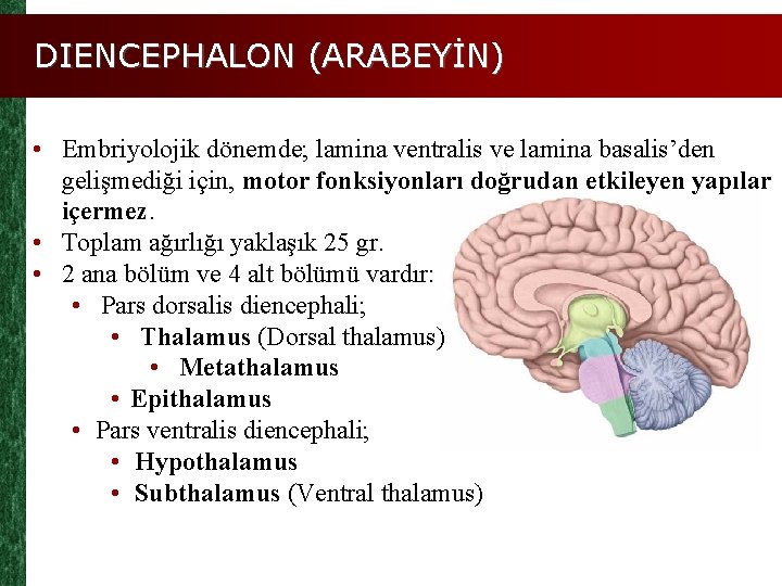 DIENCEPHALON (ARABEYİN) • Embriyolojik dönemde; lamina ventralis ve lamina basalis’den gelişmediği için, motor fonksiyonları