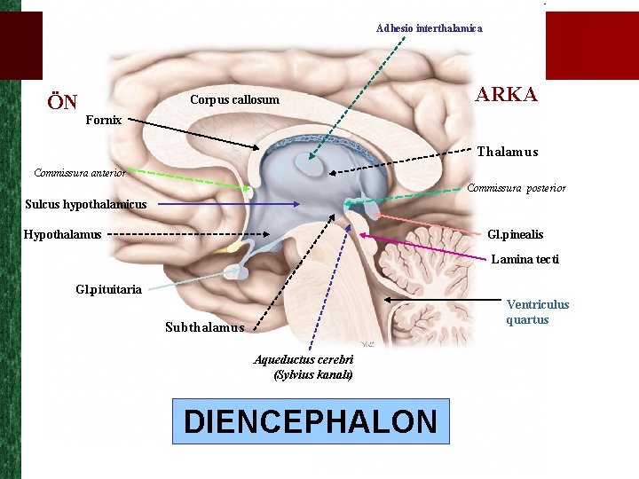 Adhesio interthalamica ÖN Corpus callosum ARKA Fornix Thalamus Commissura anterior Commissura posterior Sulcus hypothalamicus