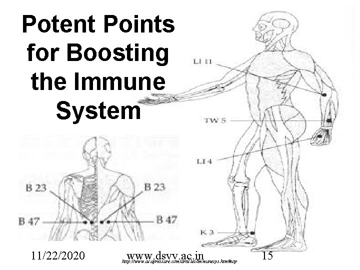 Potent Points for Boosting the Immune System 11/22/2020 www. dsvv. ac. in http: //www.