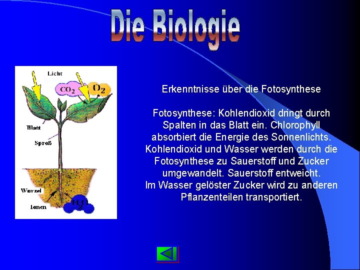 Erkenntnisse über die Fotosynthese: Kohlendioxid dringt durch Spalten in das Blatt ein. Chlorophyll absorbiert