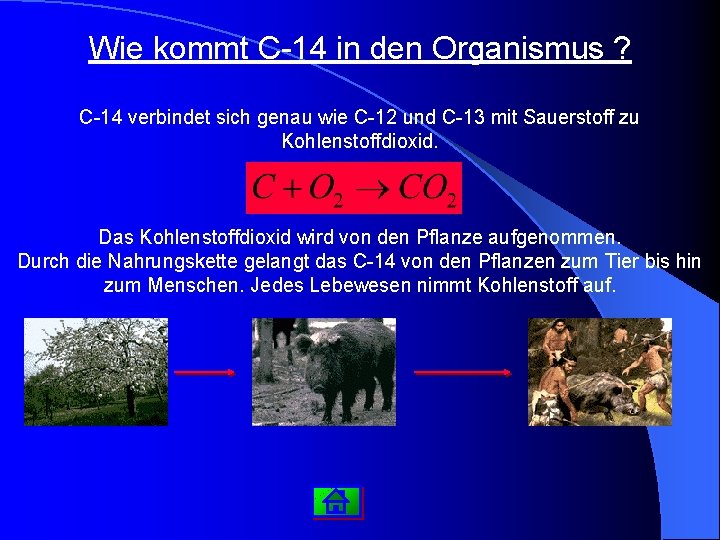Wie kommt C-14 in den Organismus ? C-14 verbindet sich genau wie C-12 und