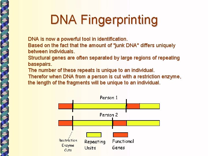 DNA Fingerprinting DNA is now a powerful tool in identification. Based on the fact