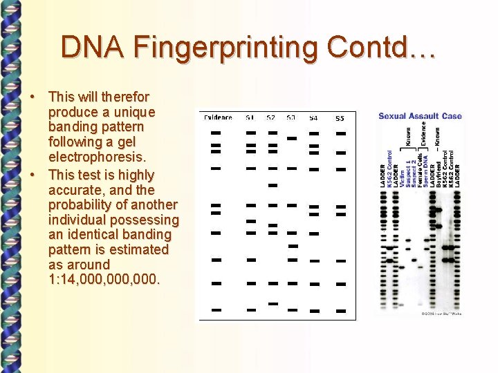 DNA Fingerprinting Contd… • This will therefor produce a unique banding pattern following a