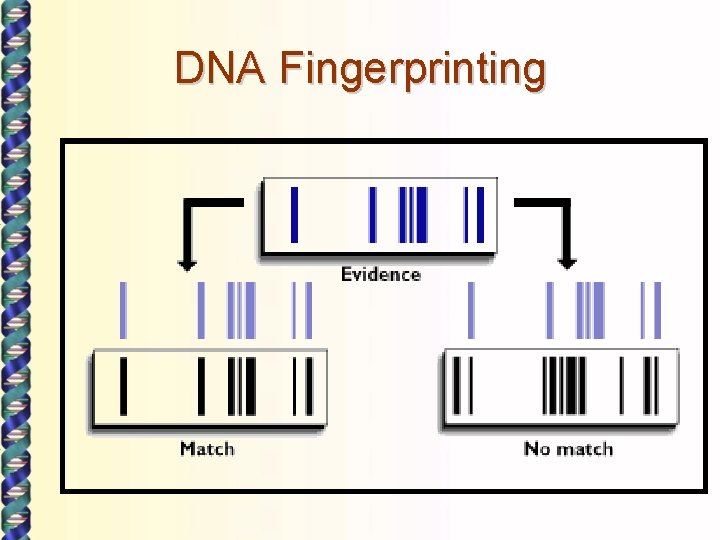 DNA Fingerprinting 