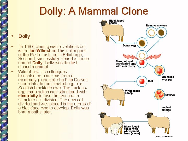 Dolly: A Mammal Clone • Dolly • • In 1997, cloning was revolutionized when