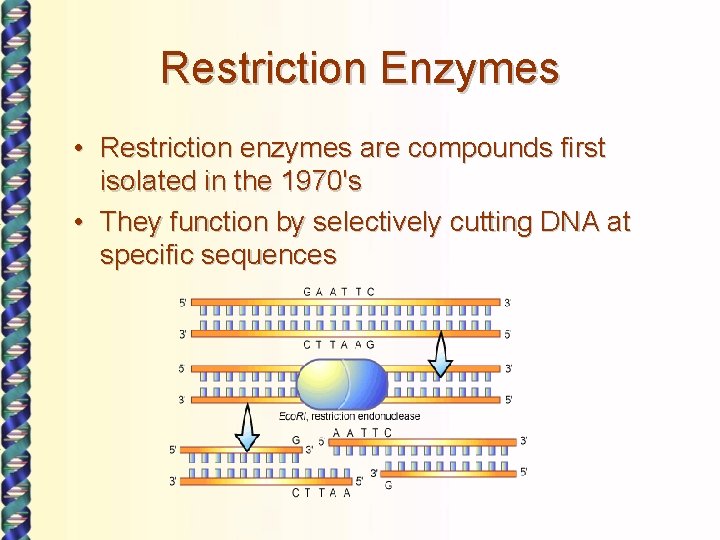 Restriction Enzymes • Restriction enzymes are compounds first isolated in the 1970's • They