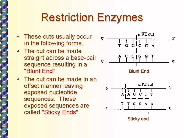 Restriction Enzymes • These cuts usually occur in the following forms. • The cut