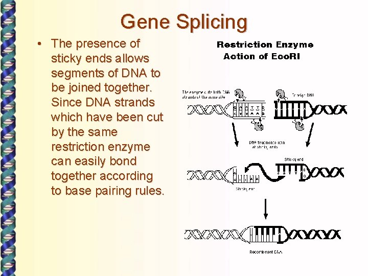 Gene Splicing • The presence of sticky ends allows segments of DNA to be