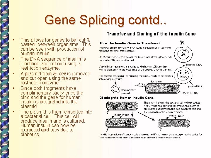 Gene Splicing contd. . • • • This allows for genes to be "cut