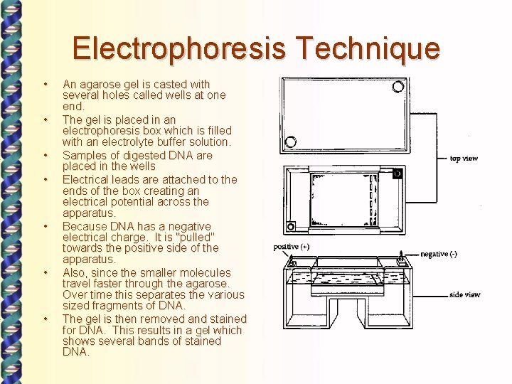 Electrophoresis Technique • • An agarose gel is casted with several holes called wells