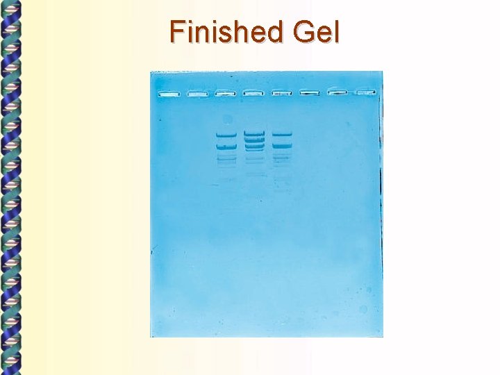 Finished Gel 