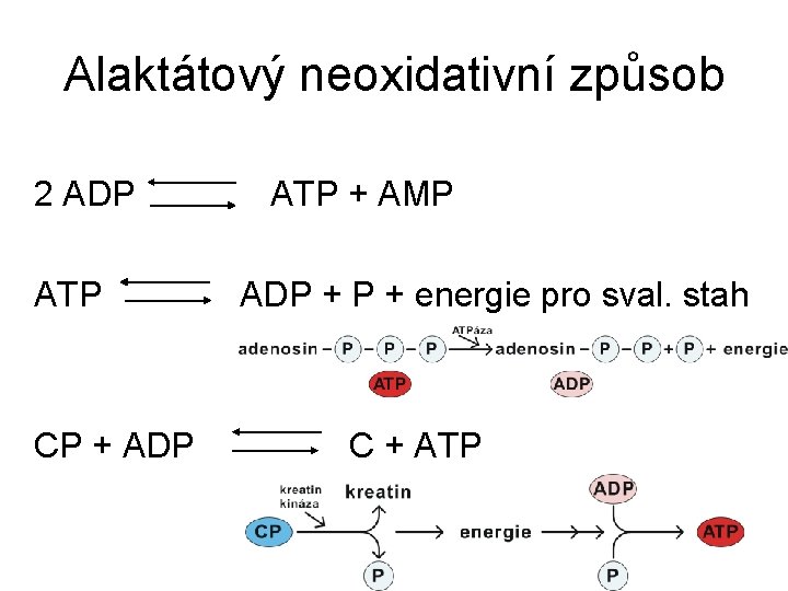 Alaktátový neoxidativní způsob 2 ADP ATP CP + ADP ATP + AMP ADP +
