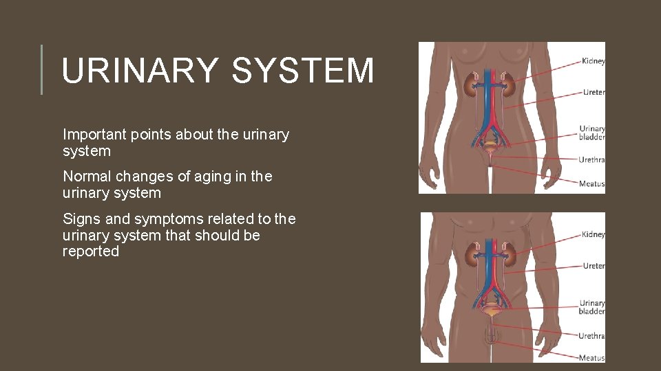 URINARY SYSTEM Important points about the urinary system Normal changes of aging in the