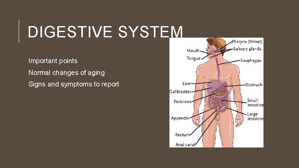 DIGESTIVE SYSTEM Important points Normal changes of aging Signs and symptoms to report 